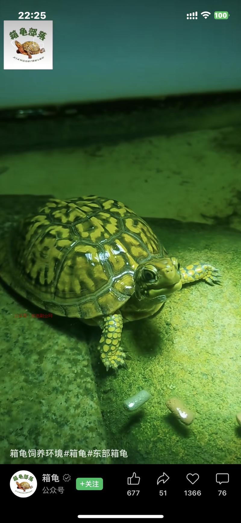 这个博主就发了乌龟的视…#情报-搞钱情报论坛-网创交流-优选副业网
